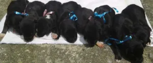 Cachorro raça vira lata idade Abaixo de 2 meses nome Sem nomes