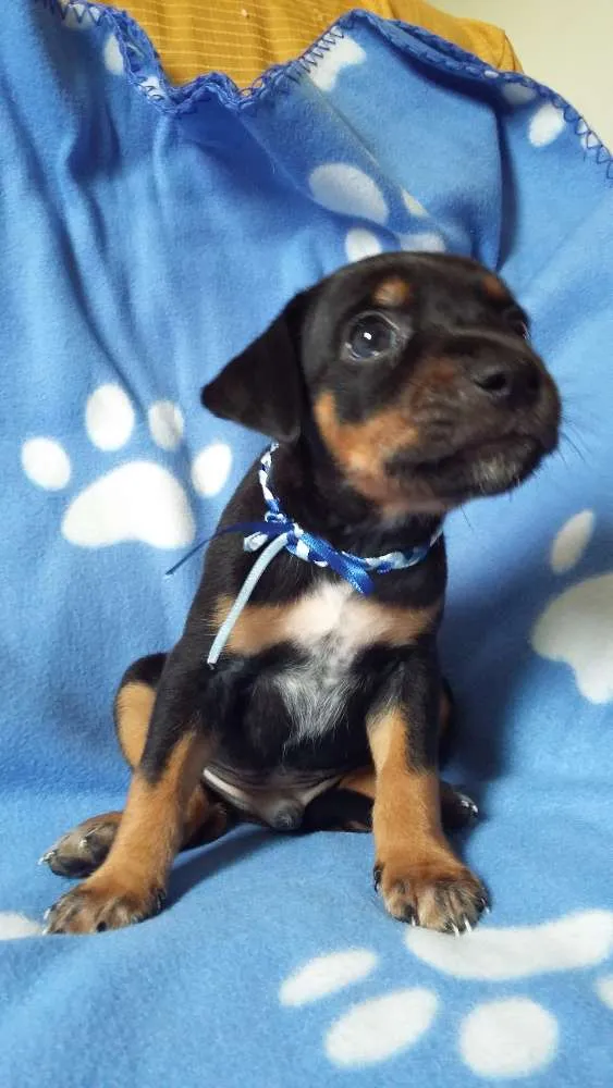 Cachorro ra a SRD idade Abaixo de 2 meses nome sem nome