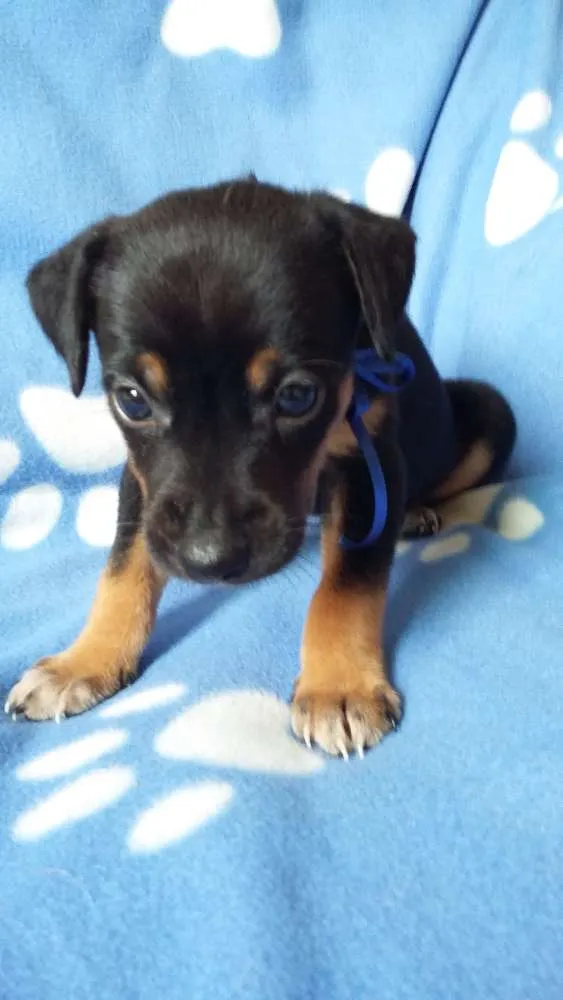 Cachorro ra a SRD idade Abaixo de 2 meses nome sem nome