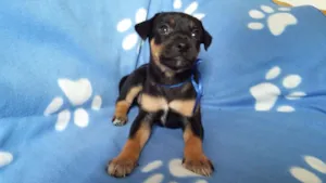 Cachorro raça SRD idade Abaixo de 2 meses nome sem nome