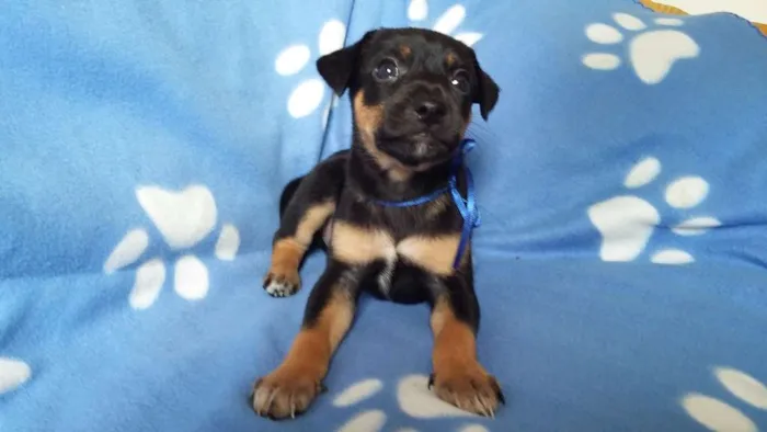 Cachorro ra a SRD idade Abaixo de 2 meses nome sem nome