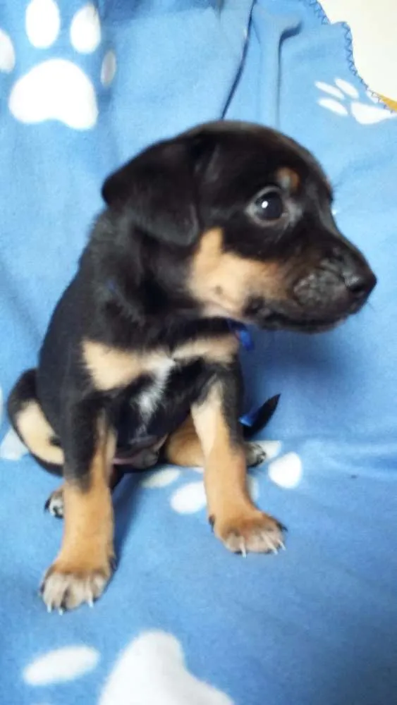 Cachorro ra a SRD idade Abaixo de 2 meses nome sem nome