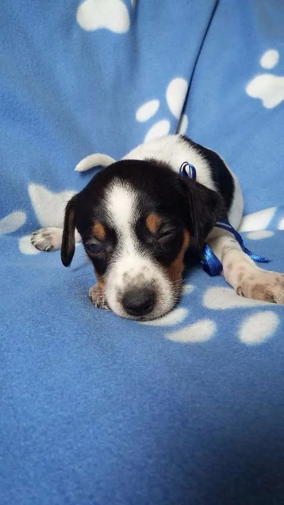 Cachorro ra a SRD idade Abaixo de 2 meses nome sem nome