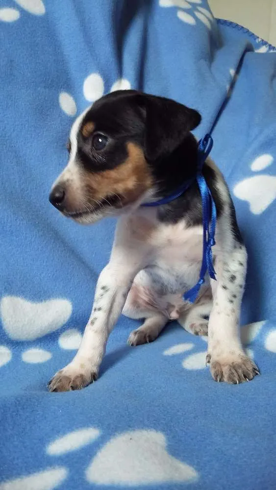Cachorro ra a SRD idade Abaixo de 2 meses nome sem nome