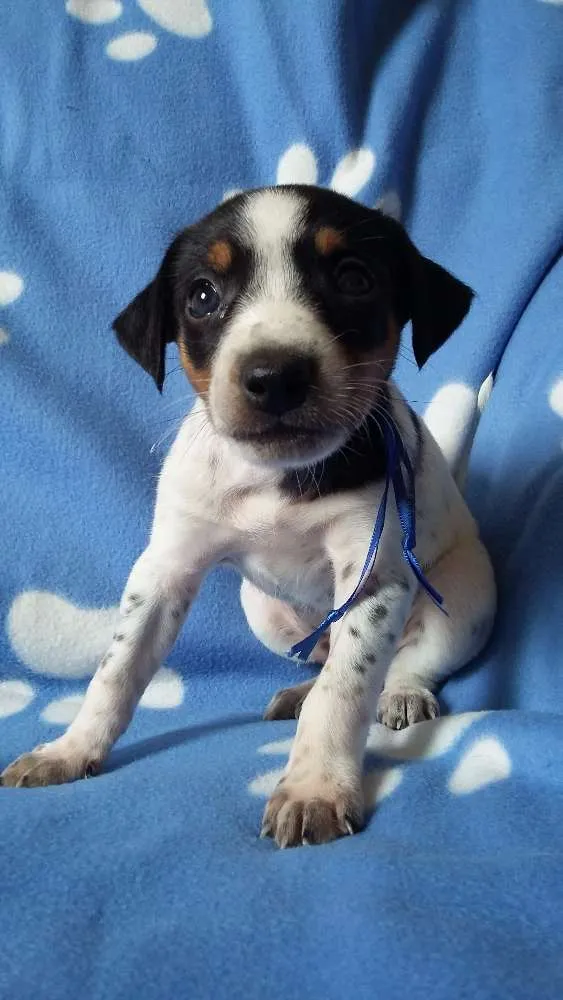 Cachorro ra a SRD idade Abaixo de 2 meses nome sem nome