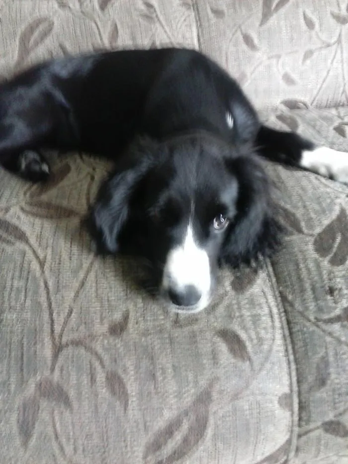 Cachorro ra a Cocker idade 2 a 6 meses nome Mel