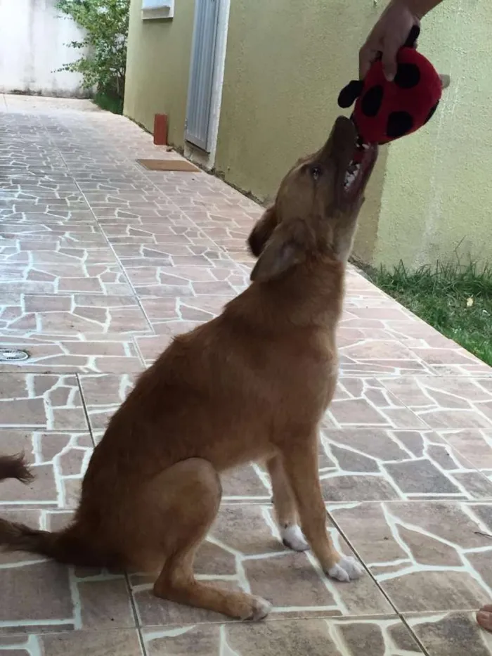 Cachorro raça SRD idade 1 ano nome Nina