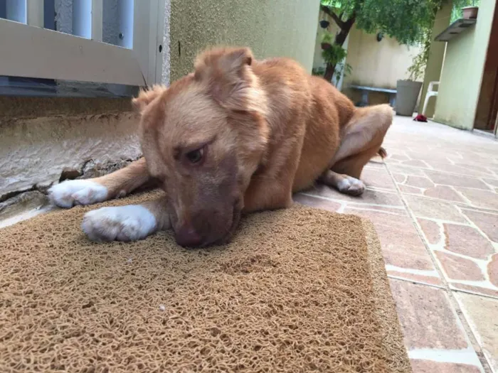Cachorro raça SRD idade 1 ano nome Nina