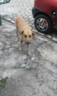 Mendigo 