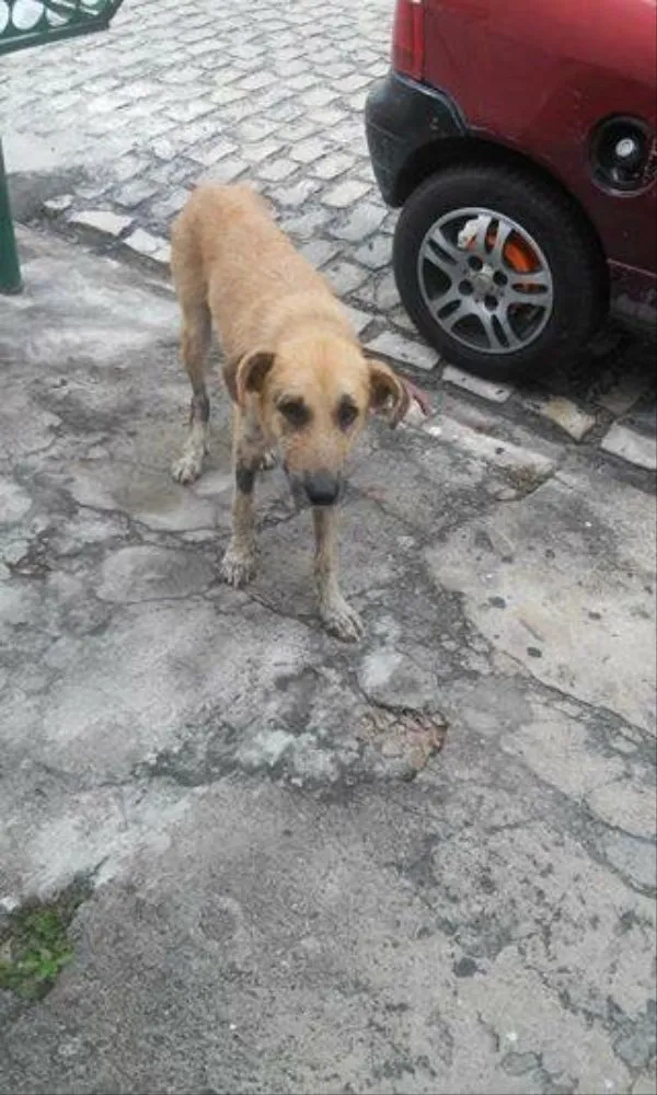 Cachorro raça Vira lata  idade 1 ano nome Mendigo 