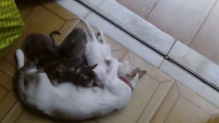 Gato raça  idade Abaixo de 2 meses nome FILHOTES