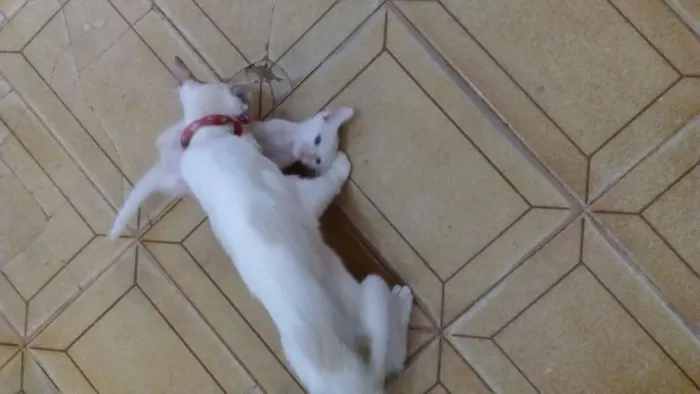 Gato raça  idade Abaixo de 2 meses nome FILHOTES