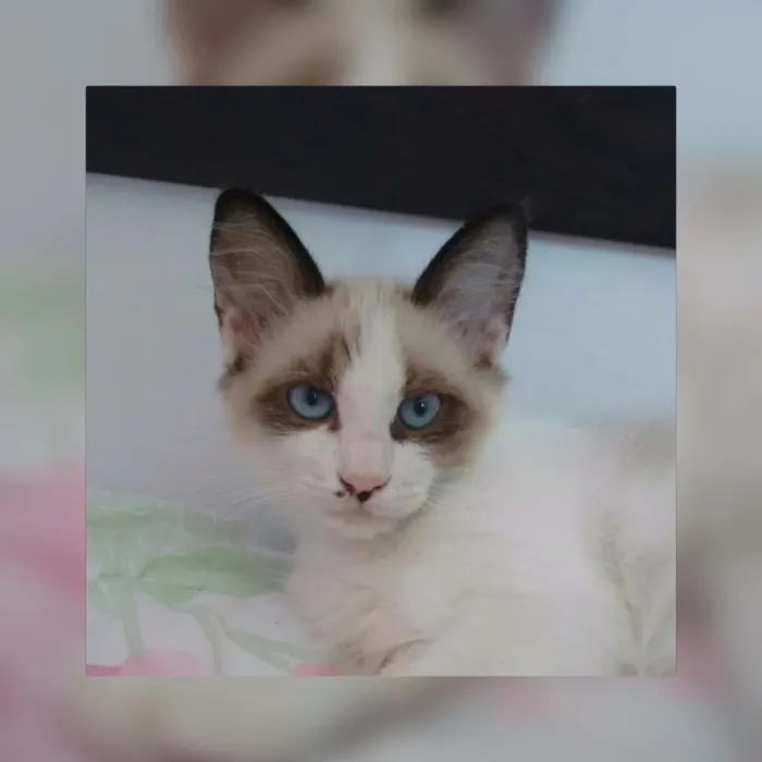 Gato ra a Angorá idade 2 a 6 meses nome Fiora (RECOMPENSA) 