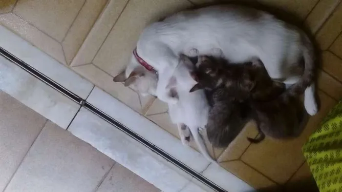 Gato raça  idade Abaixo de 2 meses nome FILHOTES