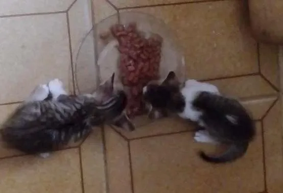 Gato raça  idade Abaixo de 2 meses nome FILHOTES