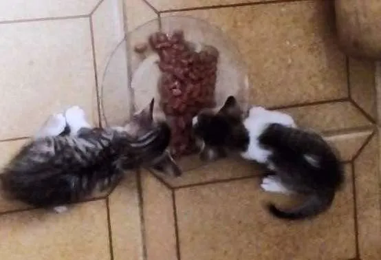 Gato raça  idade Abaixo de 2 meses nome FILHOTES