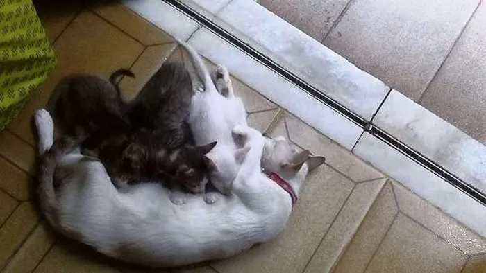 Gato raça  idade Abaixo de 2 meses nome FILHOTES