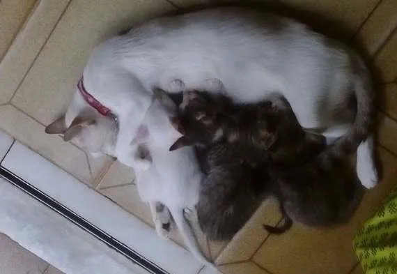 Gato raça  idade Abaixo de 2 meses nome FILHOTES