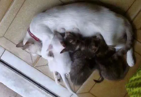 Gato raça  idade Abaixo de 2 meses nome FILHOTES