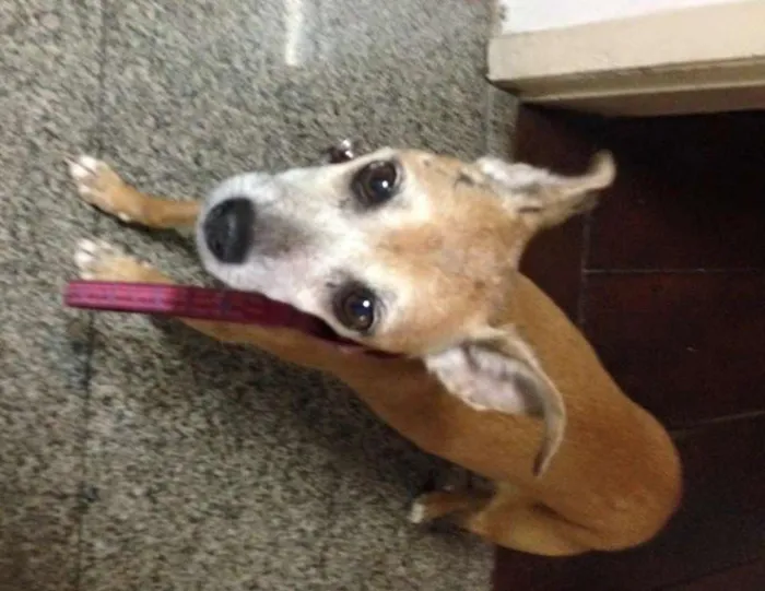 Cachorro ra a Pinscher idade 6 ou mais anos nome PADOCA