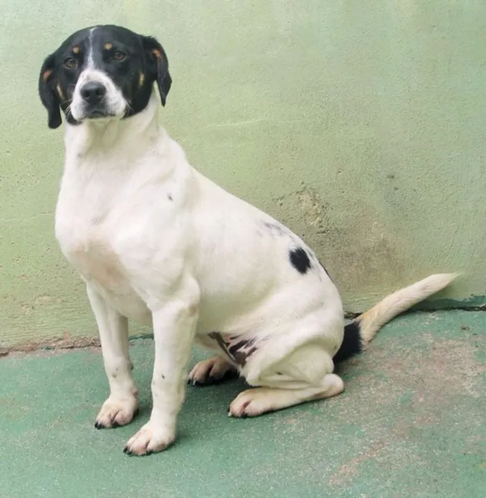 Cachorro ra a  idade 2 anos nome Belinha