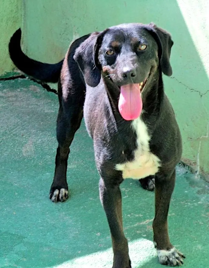 Cachorro ra a  idade 2 anos nome Kelly