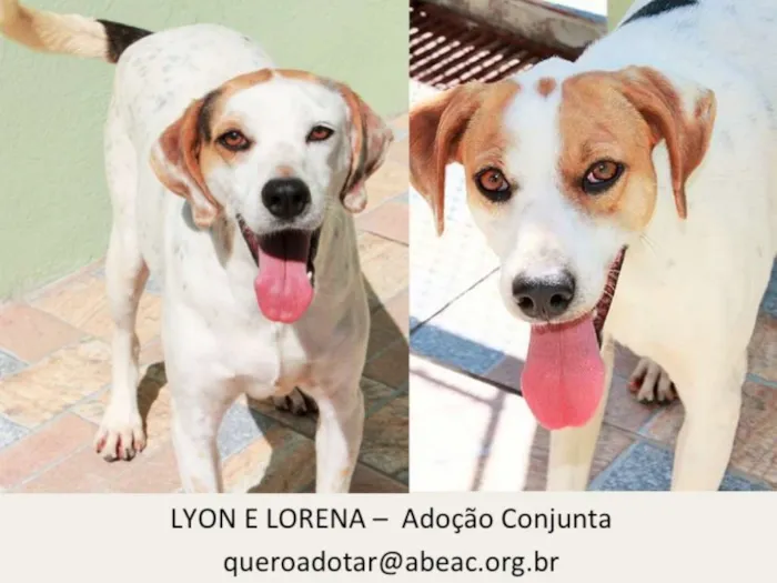 Cachorro ra a  idade 4 anos nome Lyon e Lorena