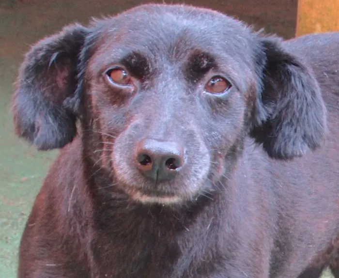 Cachorro ra a  idade 6 ou mais anos nome Max Pequeno
