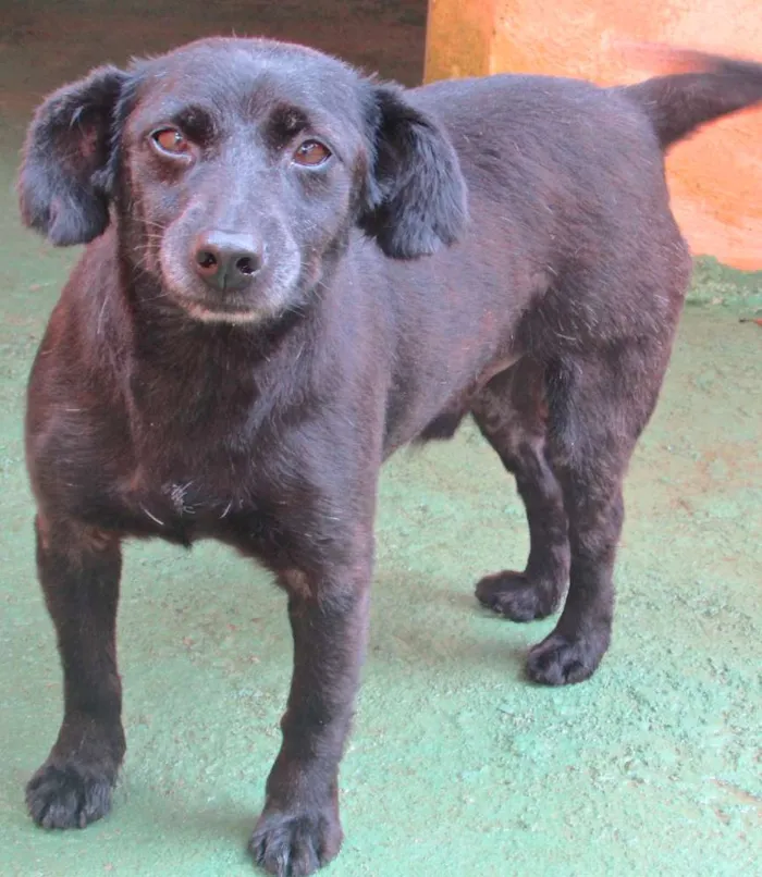 Cachorro ra a  idade 6 ou mais anos nome Max Pequeno