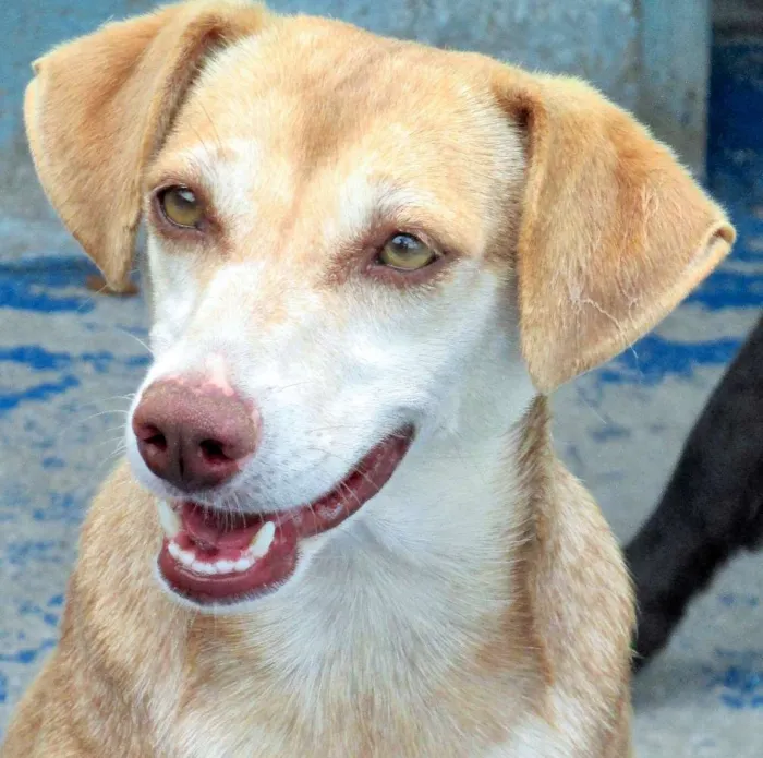 Cachorro ra a  idade 3 anos nome Soraya Pequena
