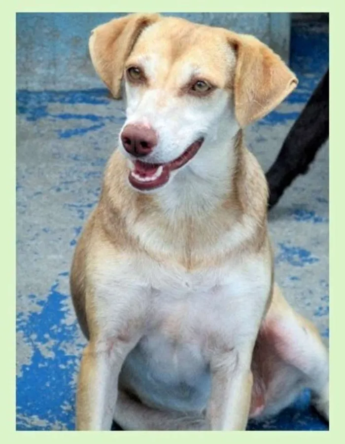 Cachorro ra a  idade 3 anos nome Soraya Pequena