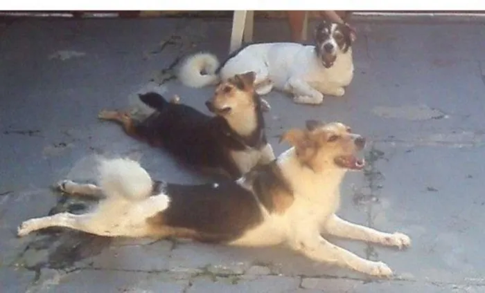 Cachorro ra a Sem Raça Definida idade 2 anos nome Duque