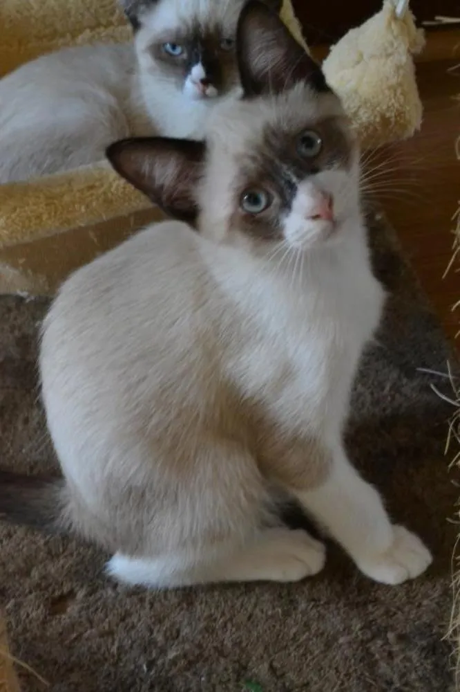 Gato ra a SRD idade 2 a 6 meses nome Estalinho