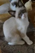 Estalinho