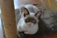 Estalinho