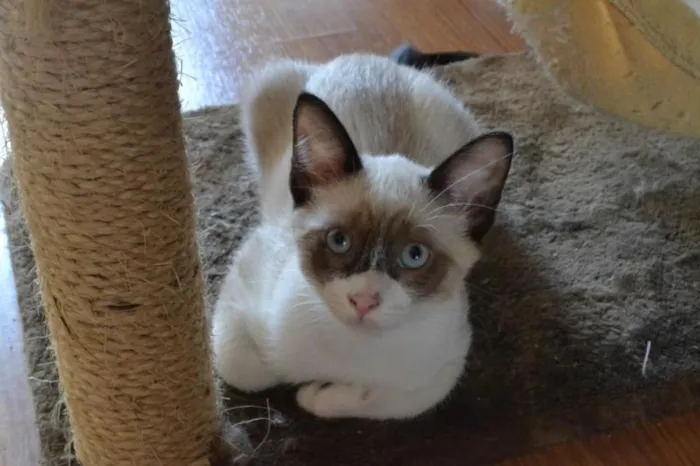 Gato ra a SRD idade 2 a 6 meses nome Estalinho