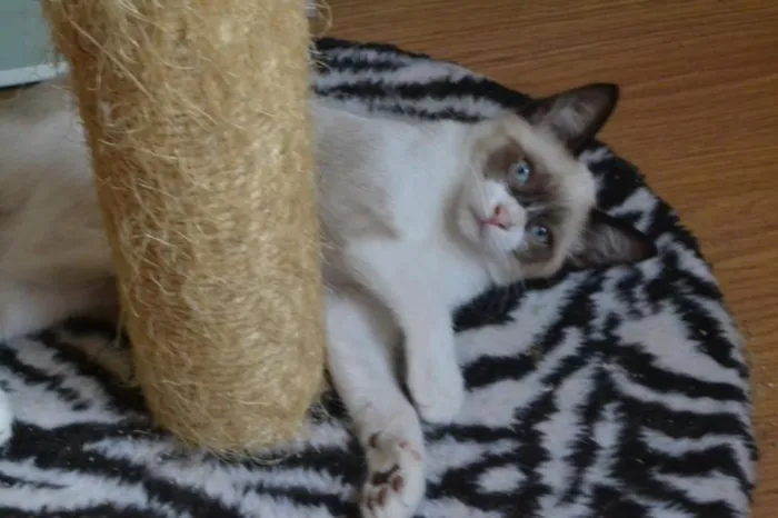Gato ra a SRD idade 2 a 6 meses nome Estalinho