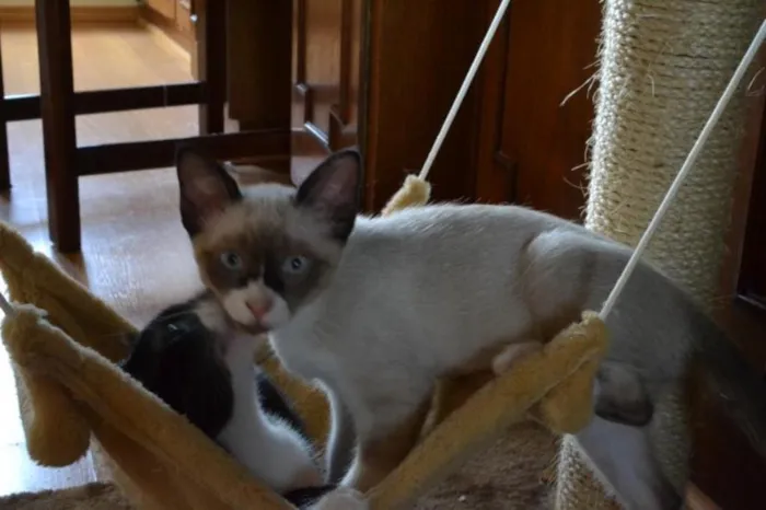 Gato ra a SRD idade 2 a 6 meses nome Estalinho