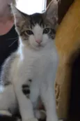 Bolinha