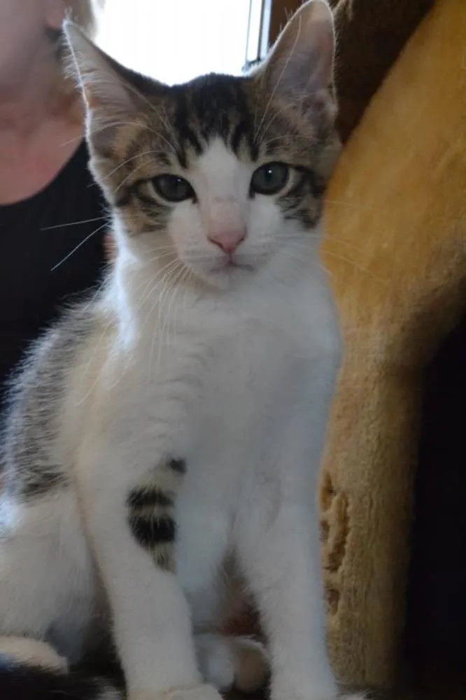 Gato ra a SRD idade 2 a 6 meses nome Bolinha