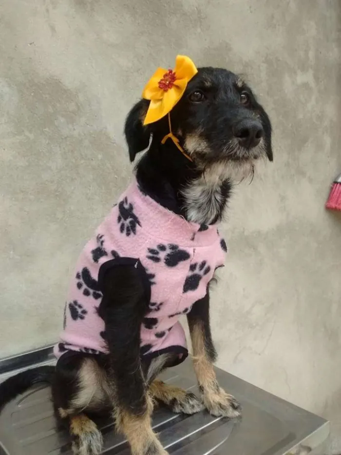 Cachorro ra a srd idade 7 a 11 meses nome gloria