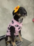 gloria