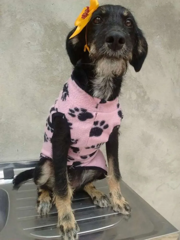 Cachorro ra a srd idade 7 a 11 meses nome gloria