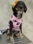 gloria