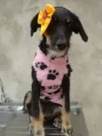 gloria