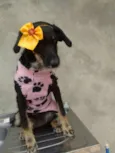 gloria