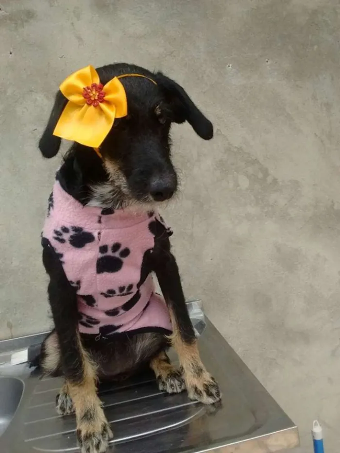 Cachorro ra a srd idade 7 a 11 meses nome gloria