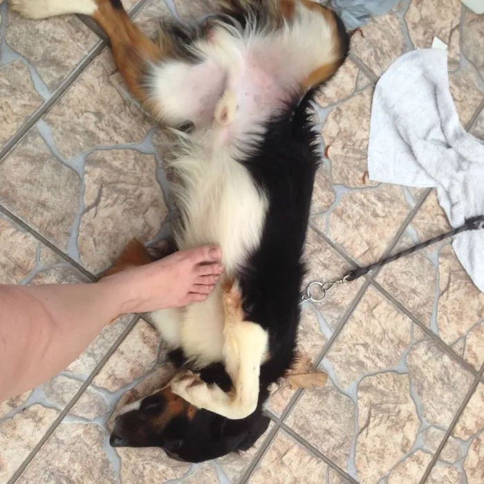 Cachorro raça SRD idade 2 anos nome Negão