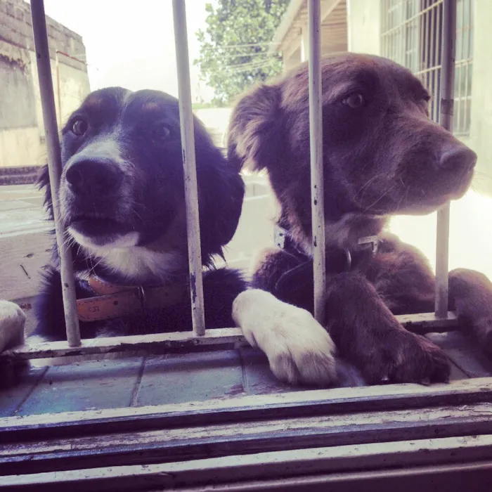 Cachorro raça SRD idade 2 anos nome Negão