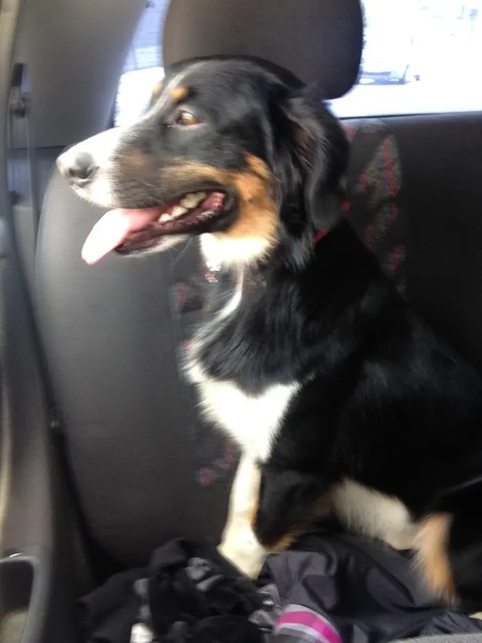 Cachorro raça SRD idade 2 anos nome Negão